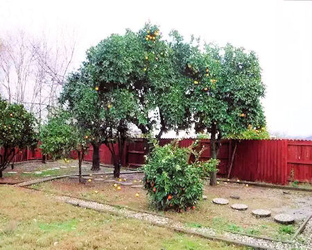 Fruit trees in Yuba City house backyard in February 2023