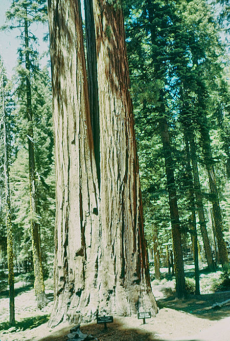 Base of Triple Tree (13) in Giant Forest - Sequoia National Park 15-17 Jul 1957
