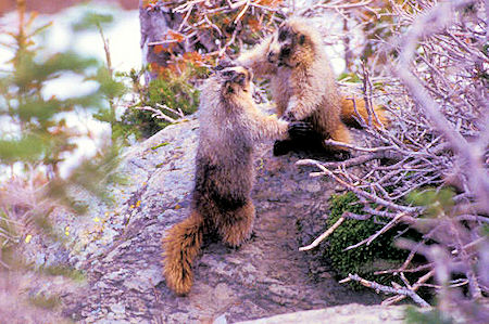 Marmots at Garden Wall Overlook