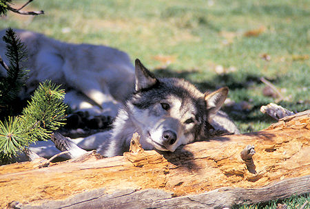 Wolf at Grizzly and Wolf Discovery Center, West Yellowstone, Montana
