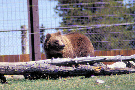 Grizzly Bear at Grizzly and Wolf Discovery Center, West Yellowstone, Montana