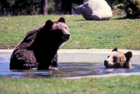 Grizzly Bears at Grizzly and Wolf Discovery Center, West Yellowstone, Montana