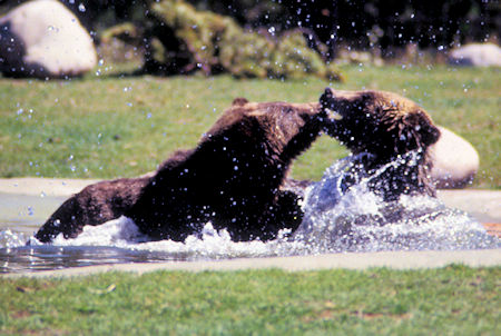 Grizzly Bears at Grizzly and Wolf Discovery Center, West Yellowstone, Montana