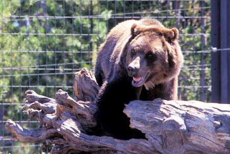 Grizzly Bear at Grizzly and Wolf Discovery Center, West Yellowstone, Montana