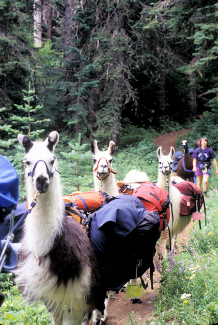 Llama Packing Family, Indian Heaven Wilderness