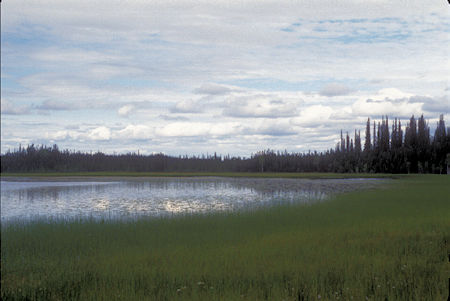 Deadman Lake, Black Spruce Forest, Tetlin National Wildlife Refuge, Alaska