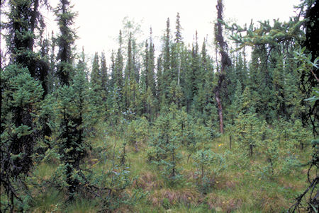 Black Spruce Forest, Tetlin National Wildlife Refuge, Alaska