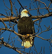 Bald Eagle - Alaska Parks photo