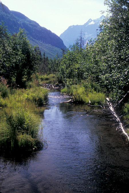 Beaver Dam, Eagle River Nature Center, Chugach State Park, Alaska
