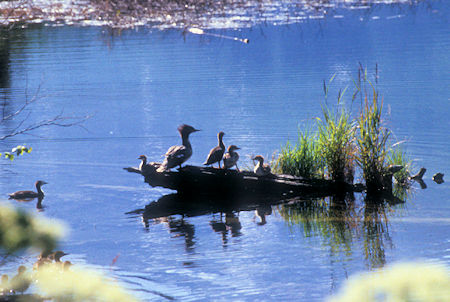 Ducks on Eagle River, Eagle River Nature Center, Chugach State Park, Alaska
