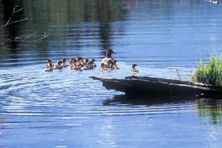 Ducks on Eagle River, Eagle River Nature Center, Chugach State Park, Alaska