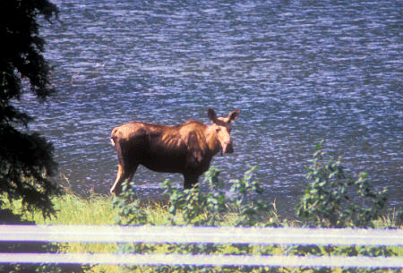 Moose alongside Parks Highway