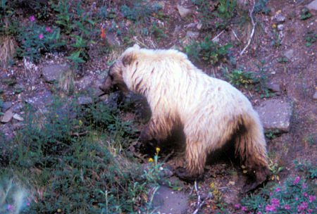 Grizzly Bear along Park Road