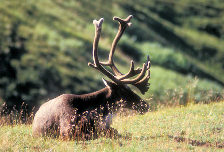 Caribou at Eielson Visitor Center on Wonder Lake road