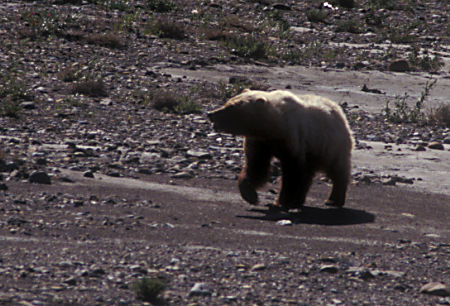Grizzly Bear along Wonder Lake road