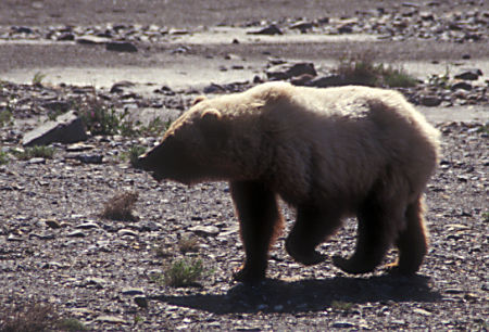 Grizzly Bear along Wonder Lake road