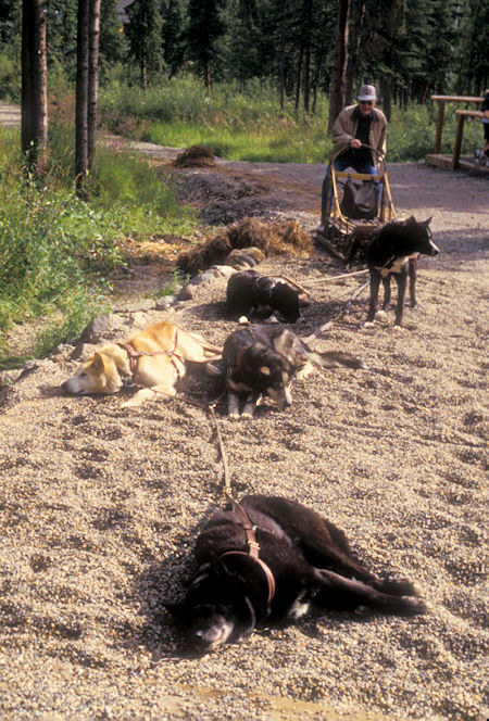 Sled dogs at kennels, Denali National Park