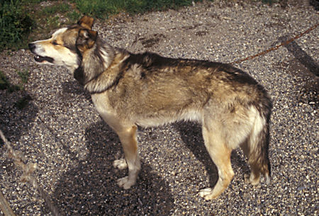 Sled dogs at kennels, Denali National Park