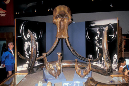 Mammoth and Mastadon exibit, University of Alaska Museum of the North, Fairbanks, Alaska