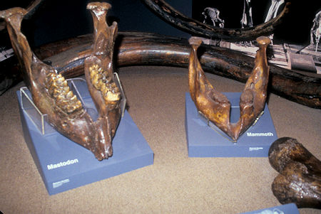 Mammoth and Mastadon exibit, University of Alaska Museum of the North, Fairbanks, Alaska