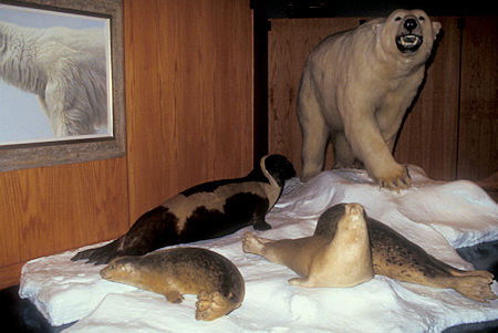 Ribbon, Ringed & Spotted Seals and Polar Bear exhibit, University of Alaska Museum of the North, Fairbanks, Alaska