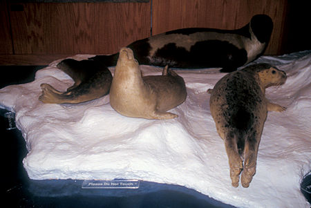 Ribbon, Ringed & Spotted Seals exhibit, University of Alaska Museum of the North, Fairbanks, Alaska