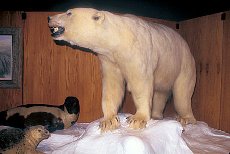 Polar Bear exhibit, University of Alaska Museum of the North, Fairbanks, Alaska