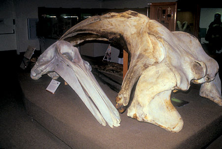 Bow Head Whale (large) & Gray Whale (small) skulls exhibit, University of Alaska Museum of the North, Fairbanks, Alaska
