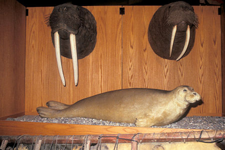 Walrus and Bearded Seal exhibit, University of Alaska Museum of the North, Fairbanks, Alaska