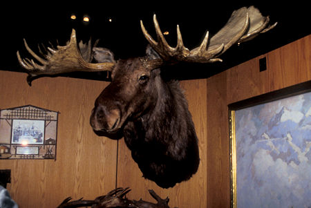 Moose exhibit, University of Alaska Museum of the North, Fairbanks, Alaska
