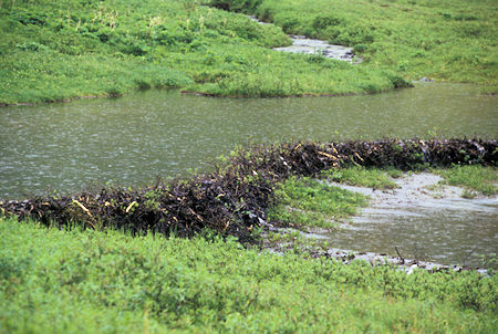 Beaver dam on Willow Creek on way to Willow, Alaska