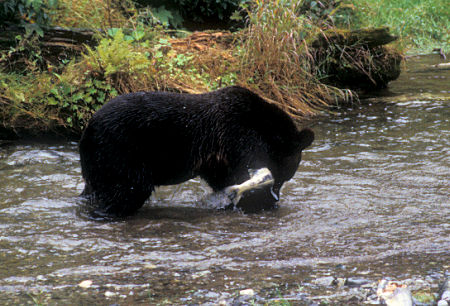 Grizzly Bear catching Salmon near Hyder, Alaska