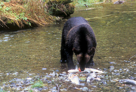Grizzly Bear catching Salmon near Hyder, Alaska