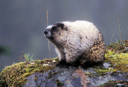 Marmot at bear viewing site  near Hyder, Alaska