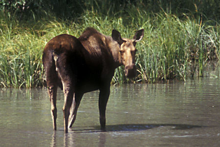 Moose on road near Eagle River Nature Center, Chugach State Park, Alaska