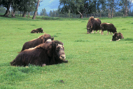 Musk Ox at Farm near Palmer, Alaska