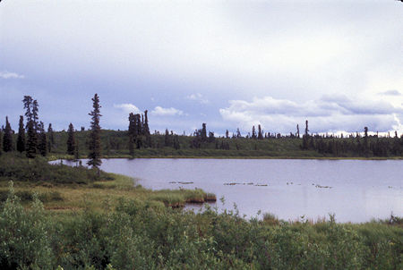 Pond along Lake Louise Road off Glenn Highway, Alaska