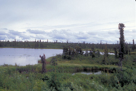 Pond along Lake Louise Road off Glenn Highway, Alaska