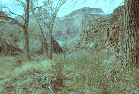 Vegitation along Garden Creek below Indian Garden - Grand Canyon National Park - Jan 1962