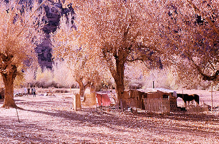 Supai Village - Havasupai Indian Reservation - Dec 1962