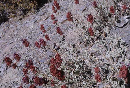 Flowers along the trail to Telescope Peak - Death Valley National Park - Oct 1968