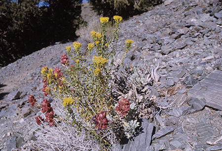 Flowers along the trail to Telescope Peak - Death Valley National Park - Oct 1968