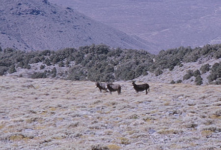 Wild Burros on Telescope Peak - Death Valley National Park - Oct 1968