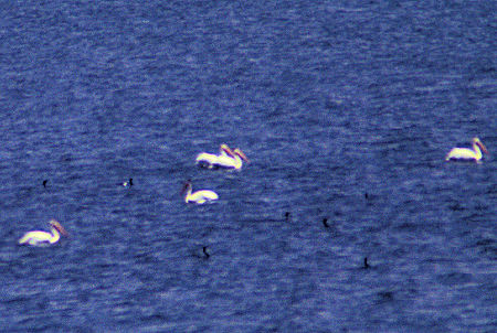 Pelicans and Ducks on Tule Lake near Lava Beds National Monument