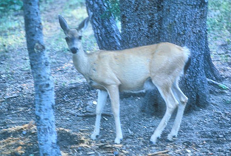 Deer at Rainbow Lake