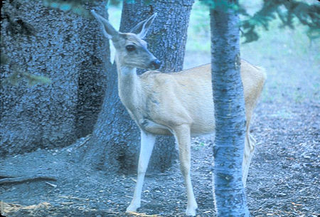 Deer at Rainbow Lake