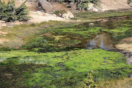Pool 'Fool' of Gold stream