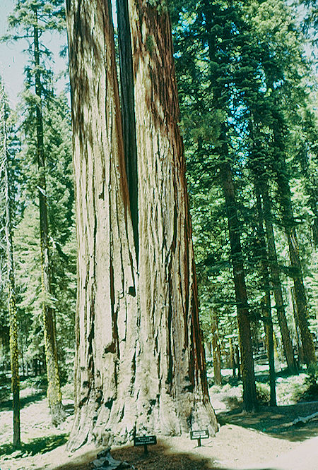Base of Triple Tree (13) in Giant Forest - Sequoia National Park 15-17 Jul 1957