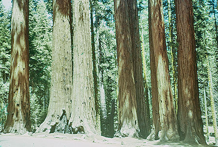 Parker Group (15) in Giant Forest - Sequoia National Park 15-17 Jul 1957