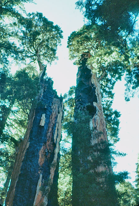 'Burnt Twins' (living) - Sequoia National Park 15-17 Jul 1957